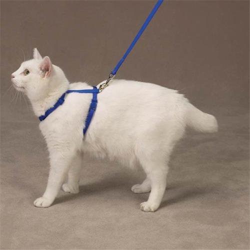 Savvy Tabby Nylon Cat Harness Blue