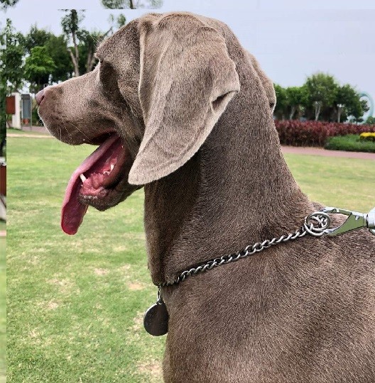 Chain Dog Training Choke Collar