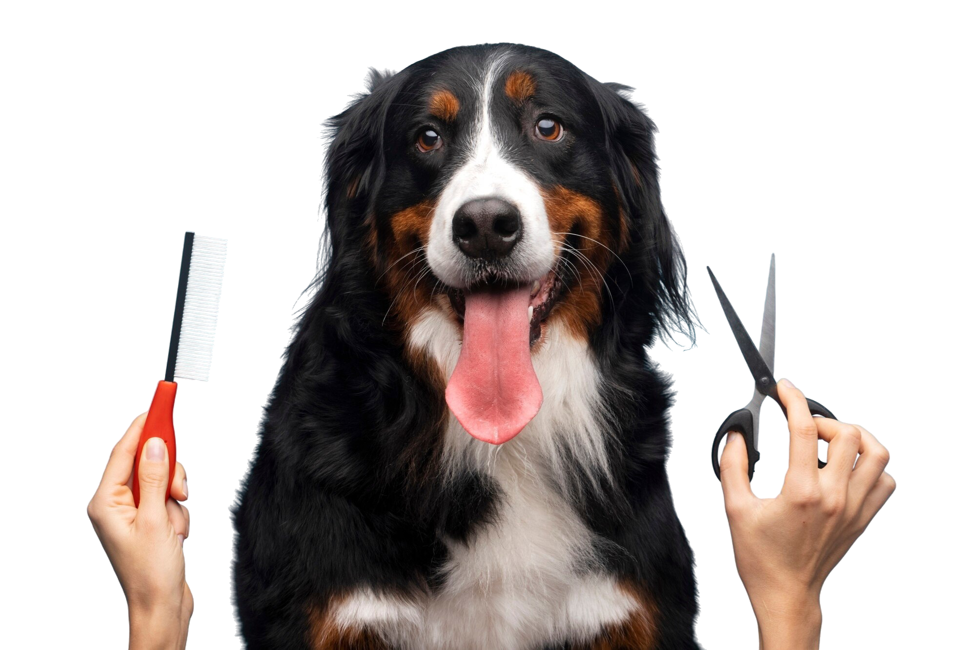 Bathing & Coat Care